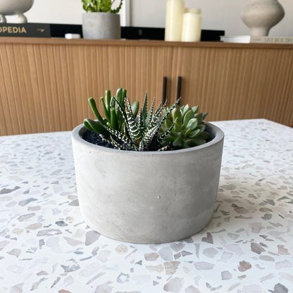 Succulent Bowl In Concrete Pot