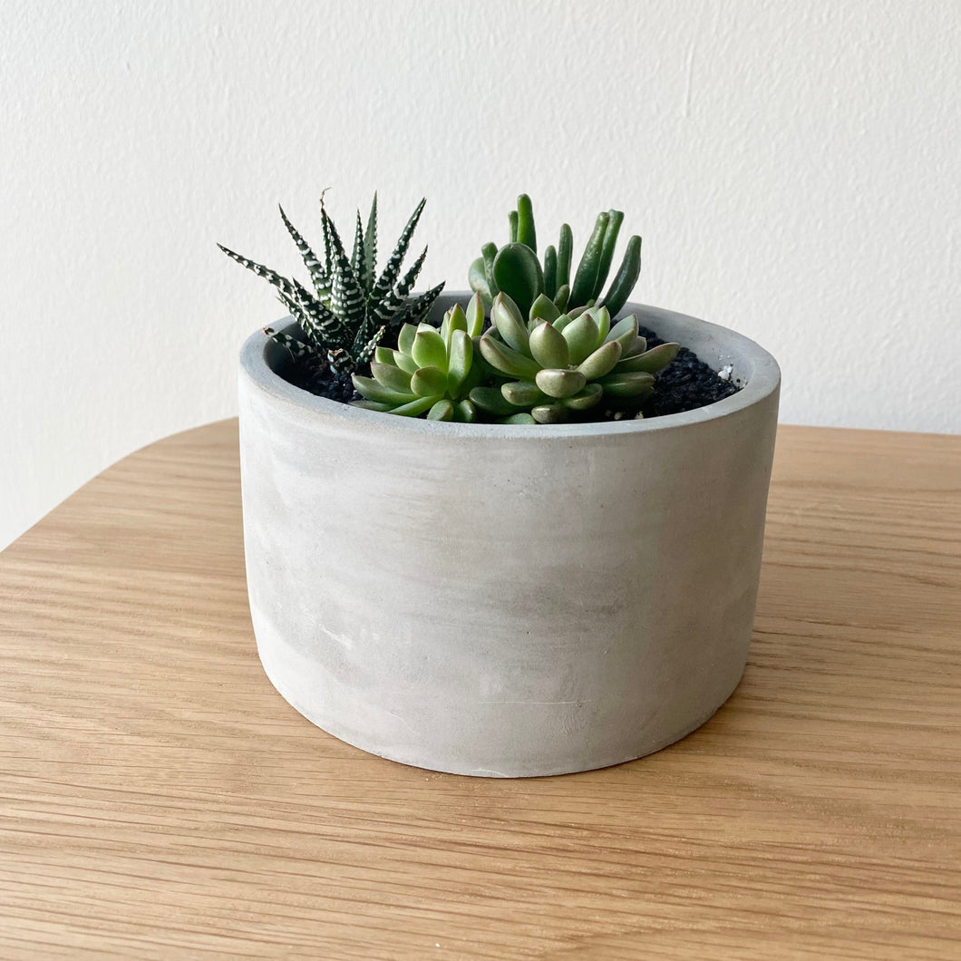 Succulent Bowl In Concrete Pot