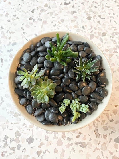Succulents in Farley Bowl