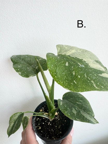 Monstera Thai Constellation