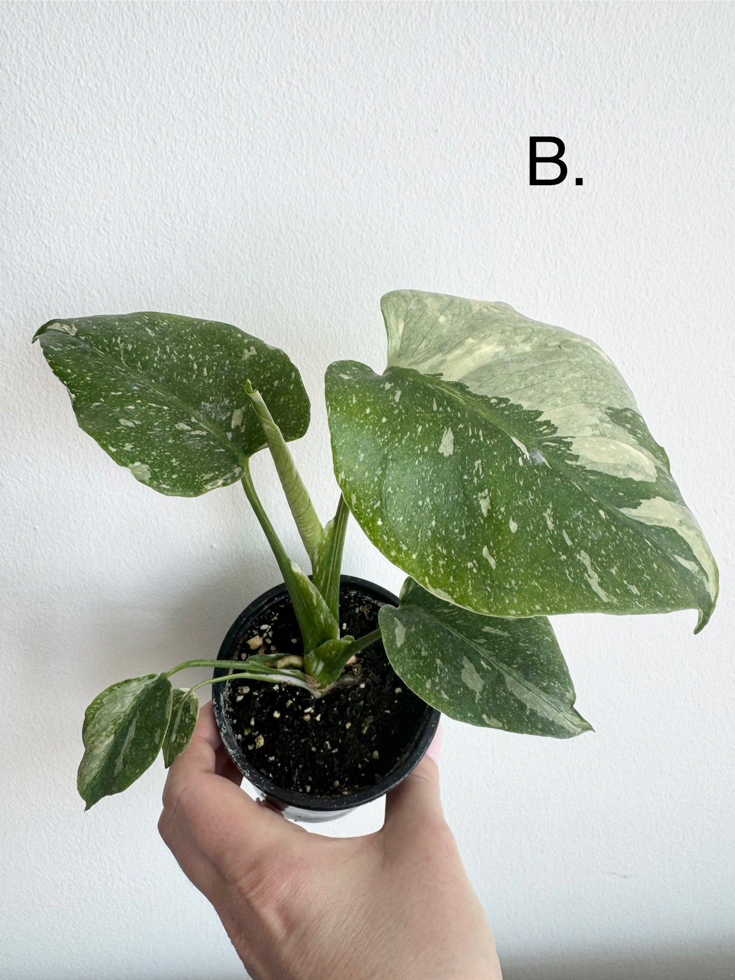 Monstera Thai Constellation
