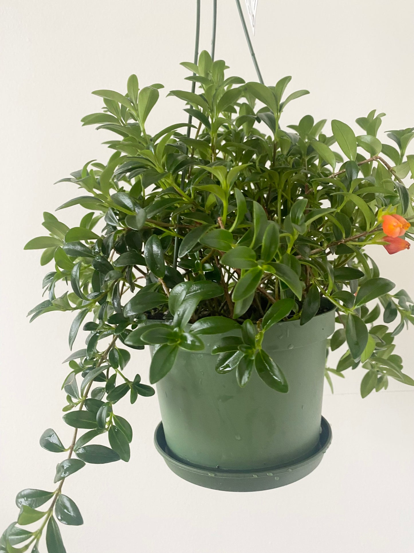 Goldfish Plant