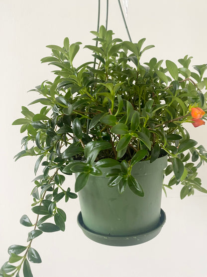 Goldfish Plant