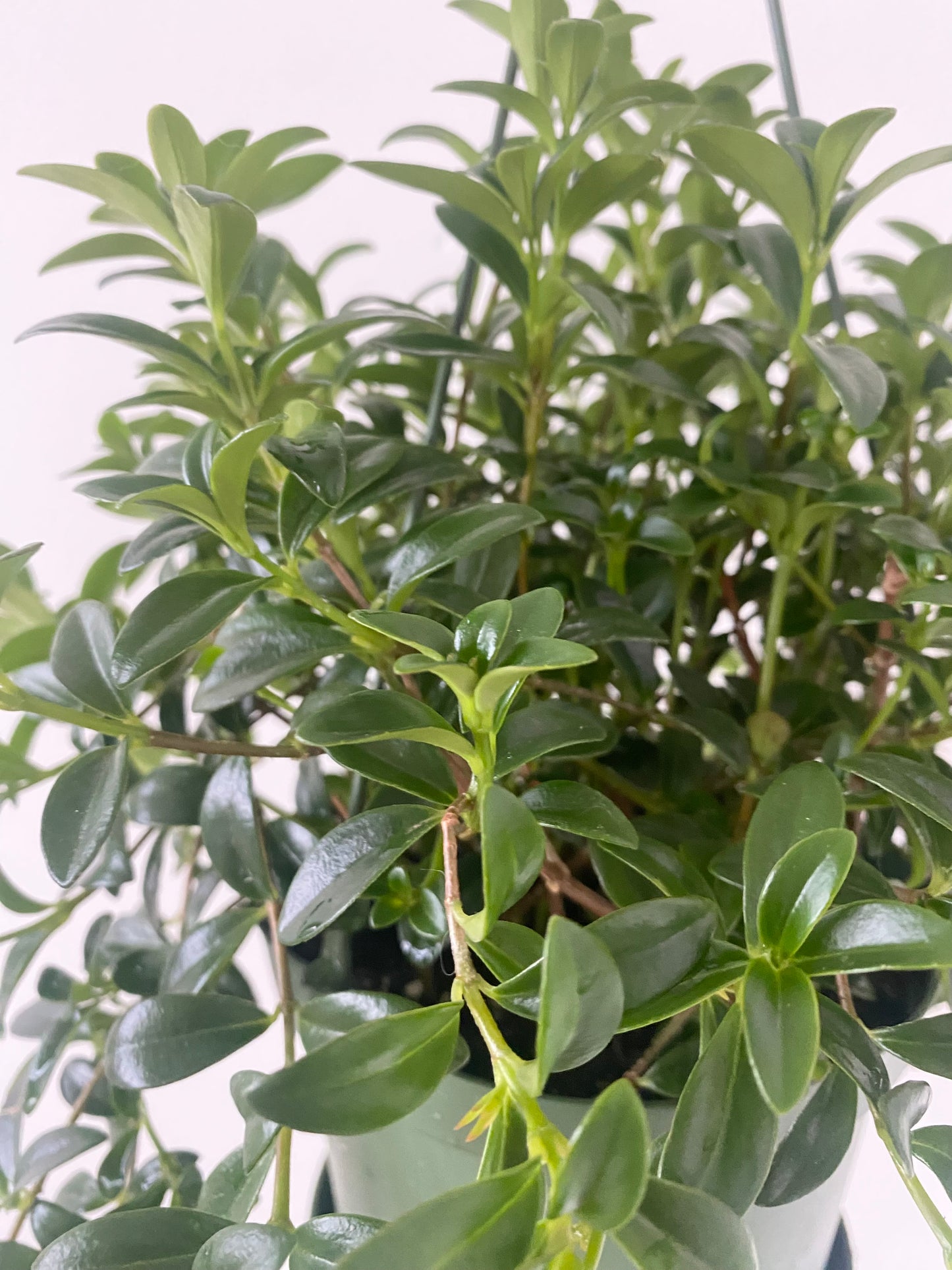 Goldfish Plant