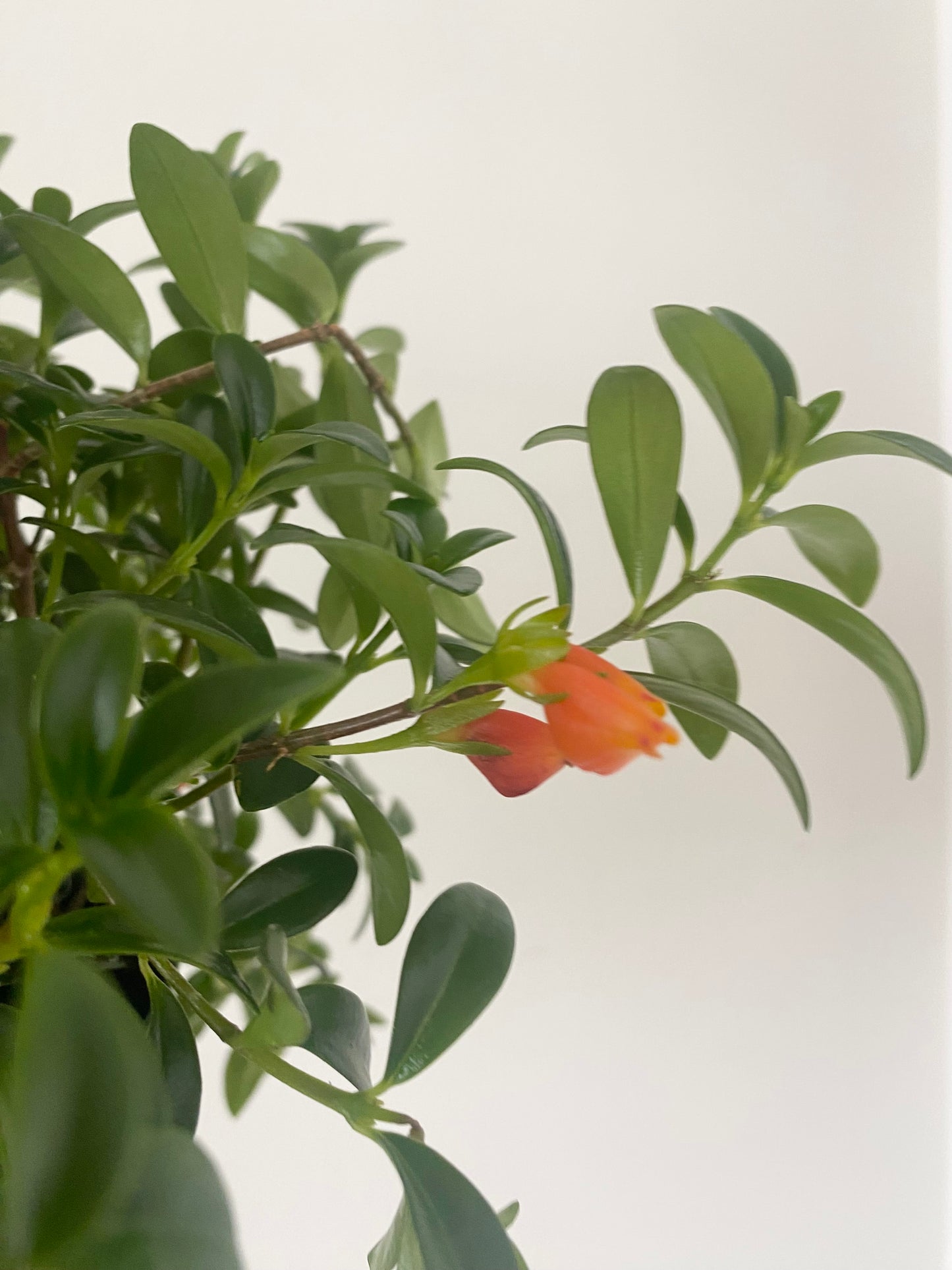 Goldfish Plant