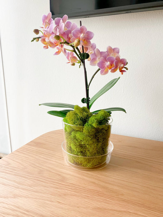 Mini Orchid in Glass Planter with Saucer