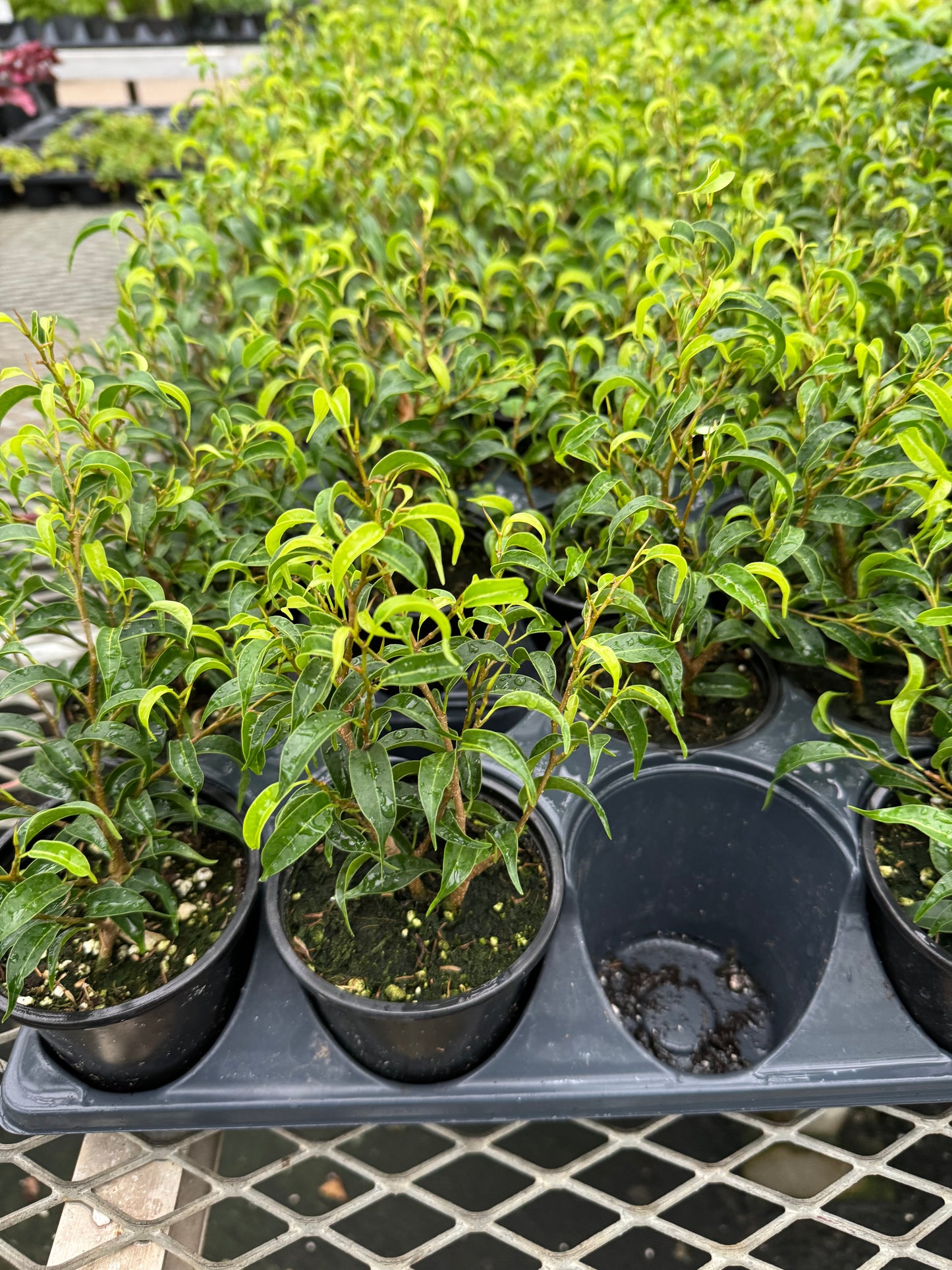 Ficus Benji. Little Leaf