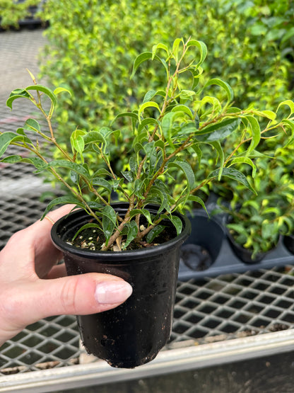 Ficus Benji. Little Leaf