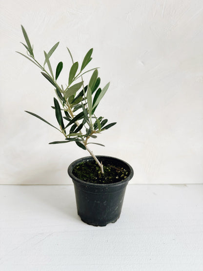 Olive Plant 3.5"