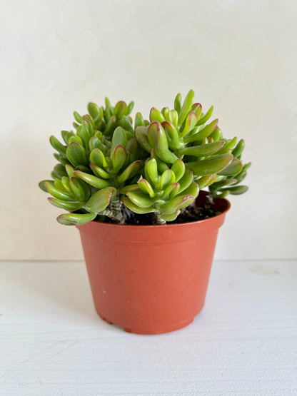 Jade Plant 6"