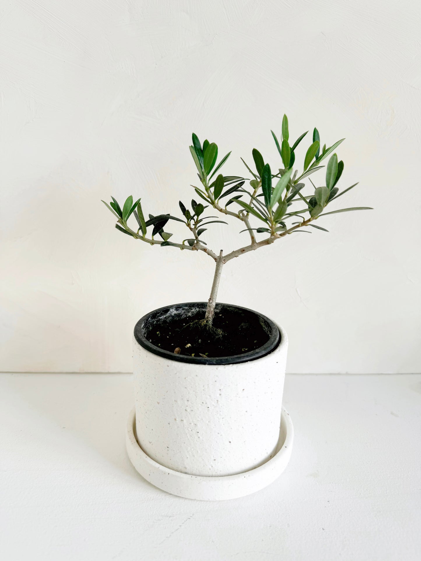 Olive Plant 3.5"
