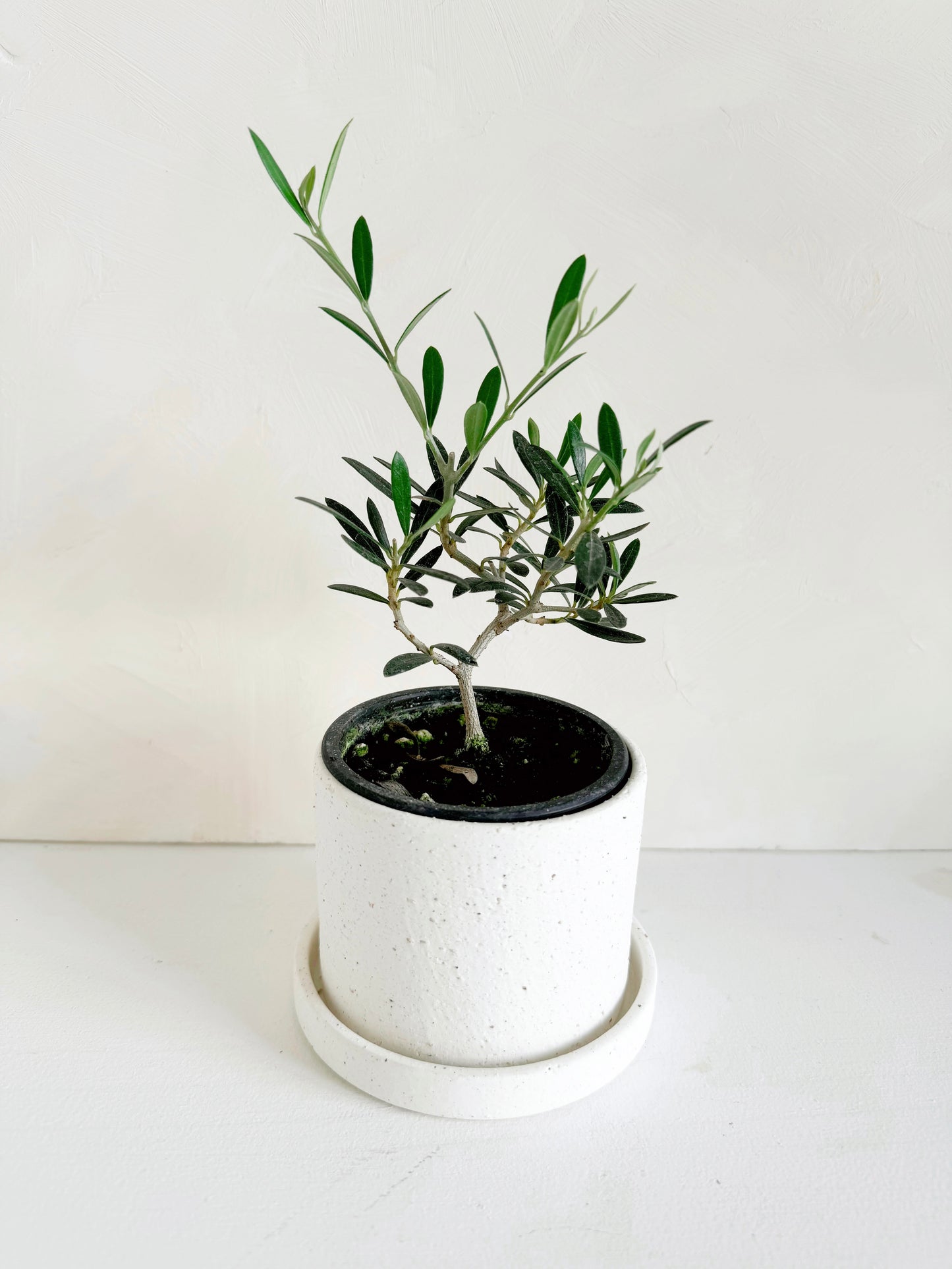 Easton Pot