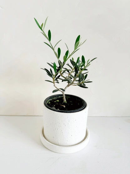 Easton Pot
