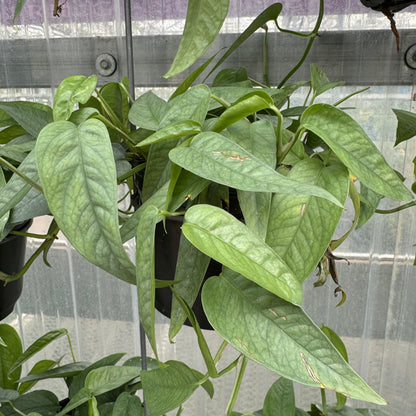Pothos Cebu Blue 'Epipremnum Pinnatum'