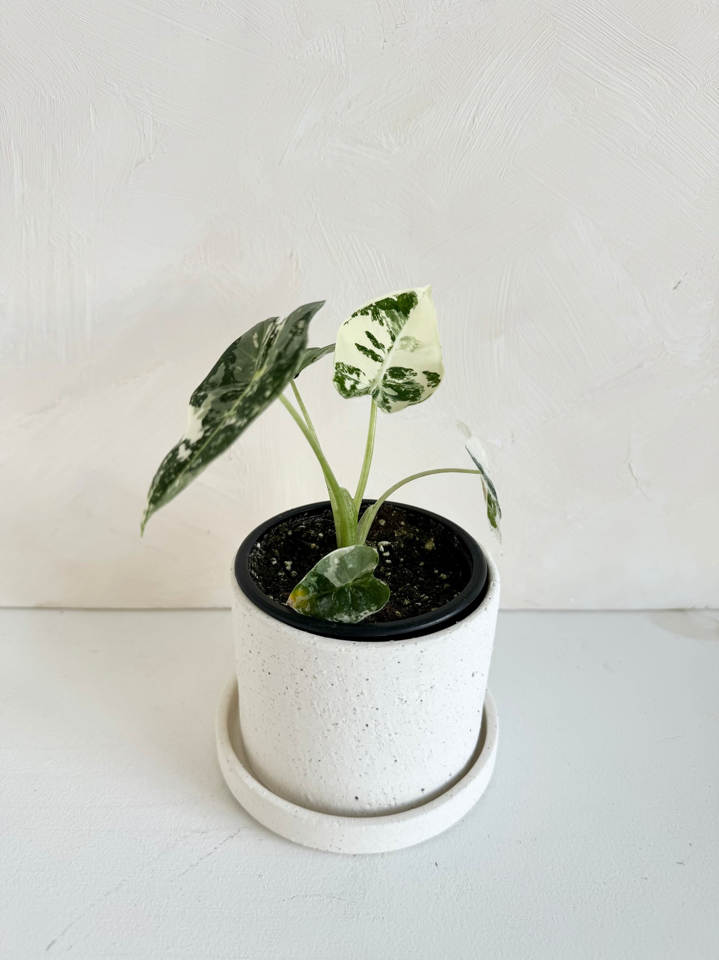 Easton Pot