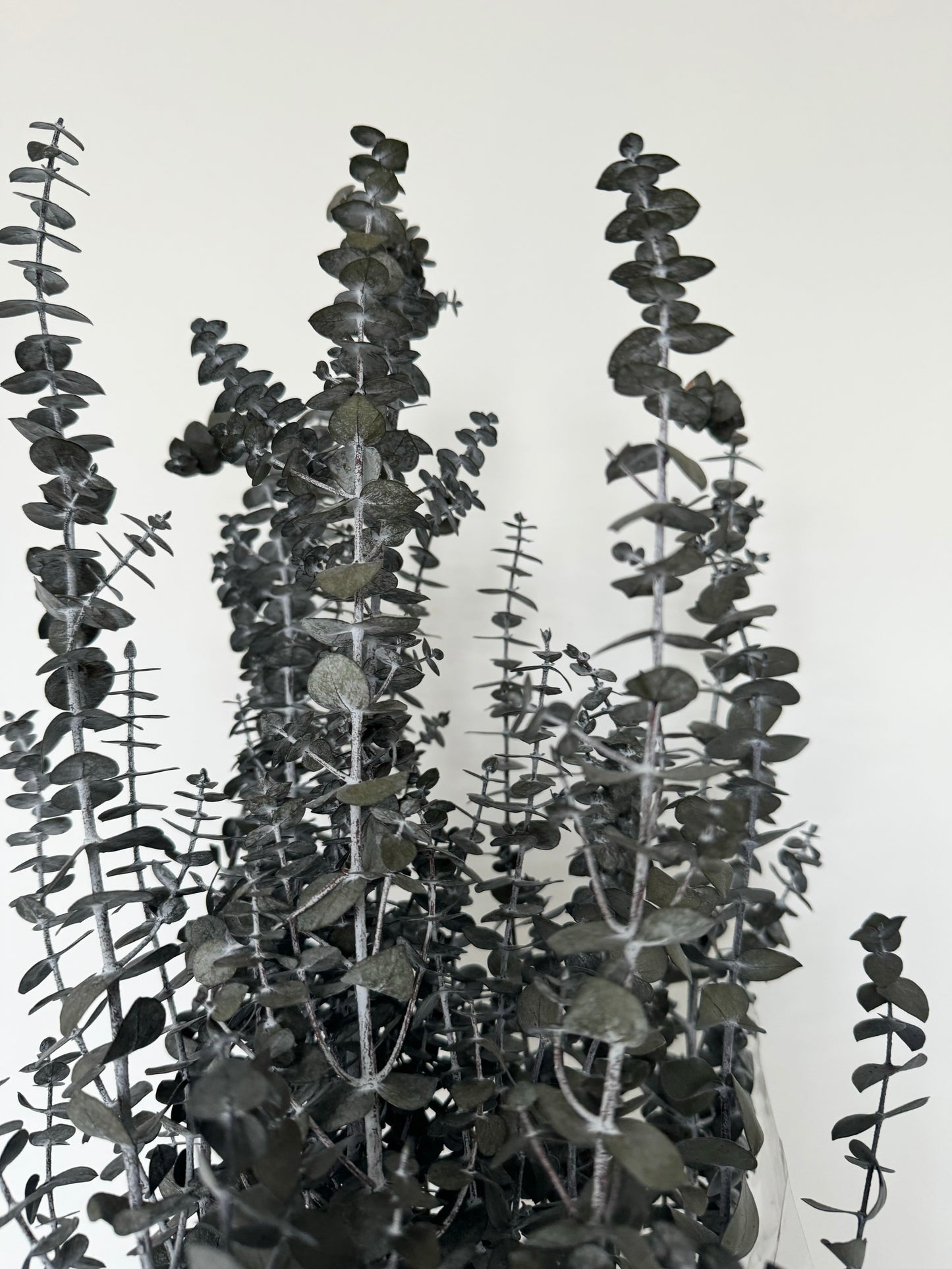 Preserved Eucalyptus