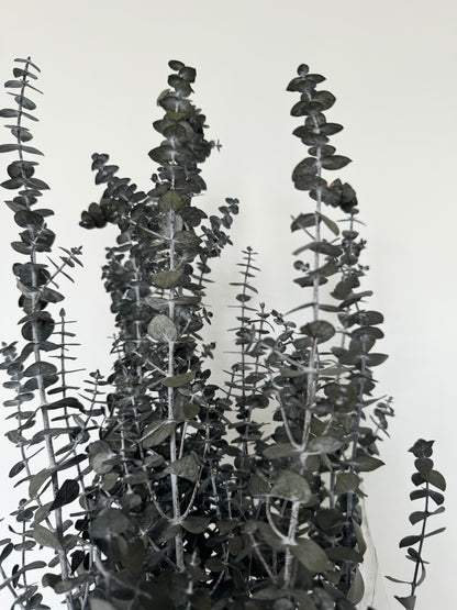 Preserved Eucalyptus