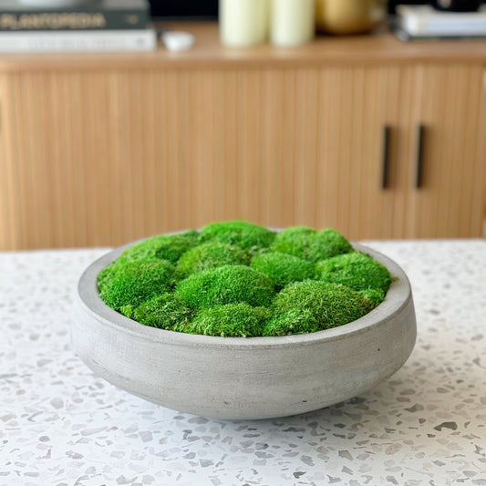 Preserved Moss in Concrete Bowl | Moss Bowl Centrepiece