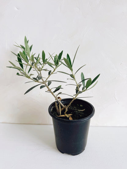 Olive Plant 3.5"