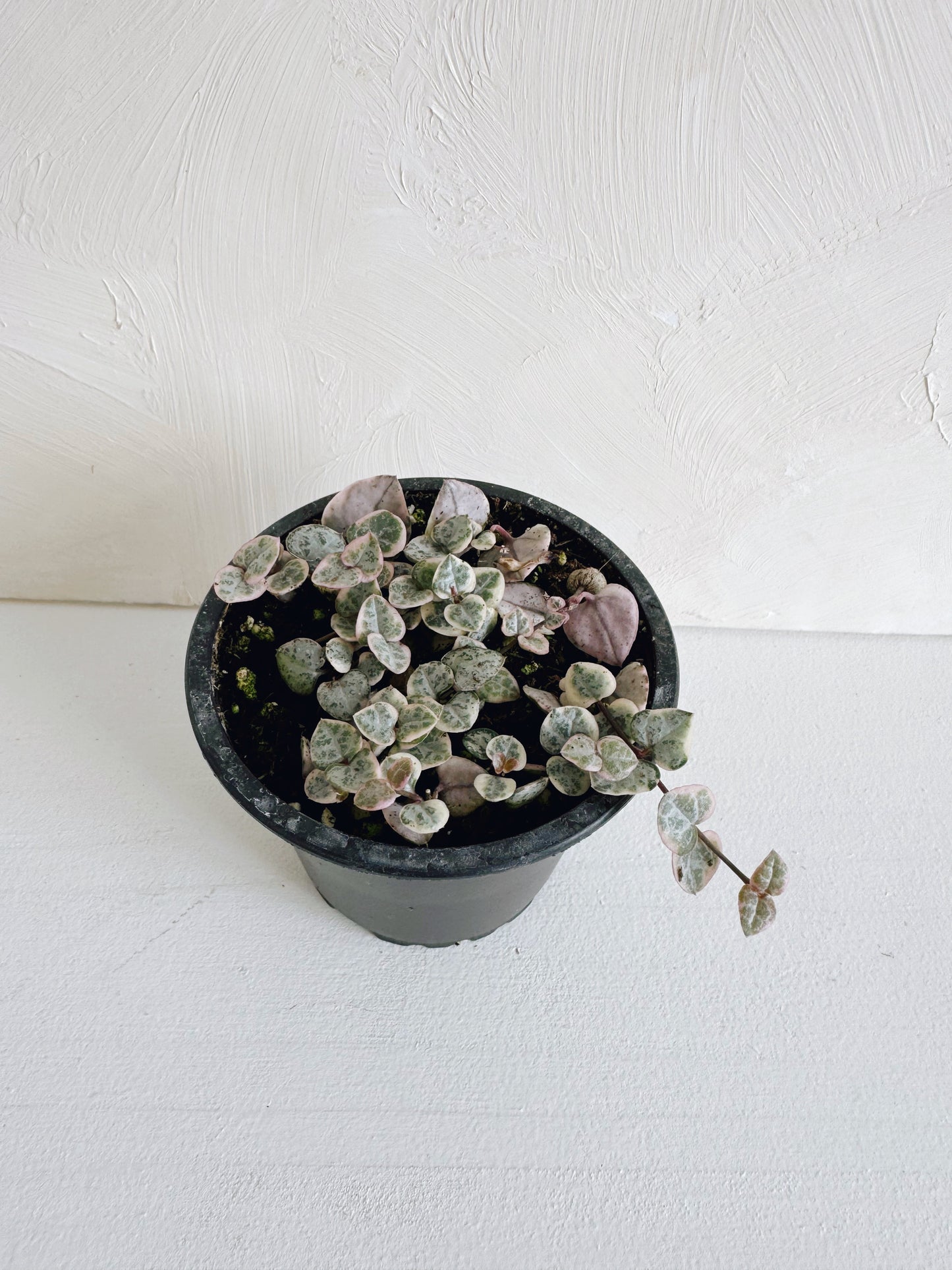 String of Hearts (Pink Variegated)