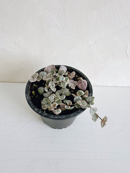 String of Hearts (Pink Variegated)