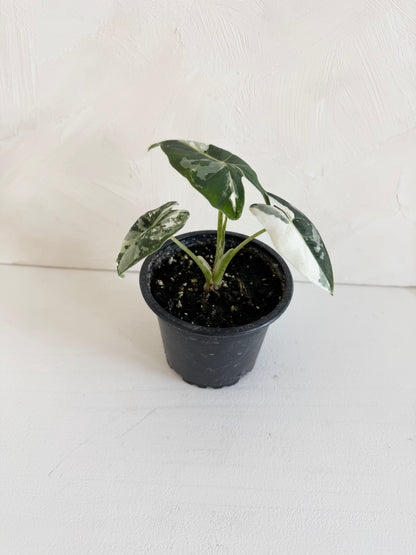 Alocasia Frydek Variegated