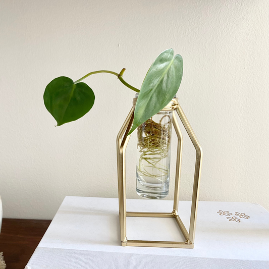 Propagation Vase | Glass Tube Bud Vase on Gold Rack