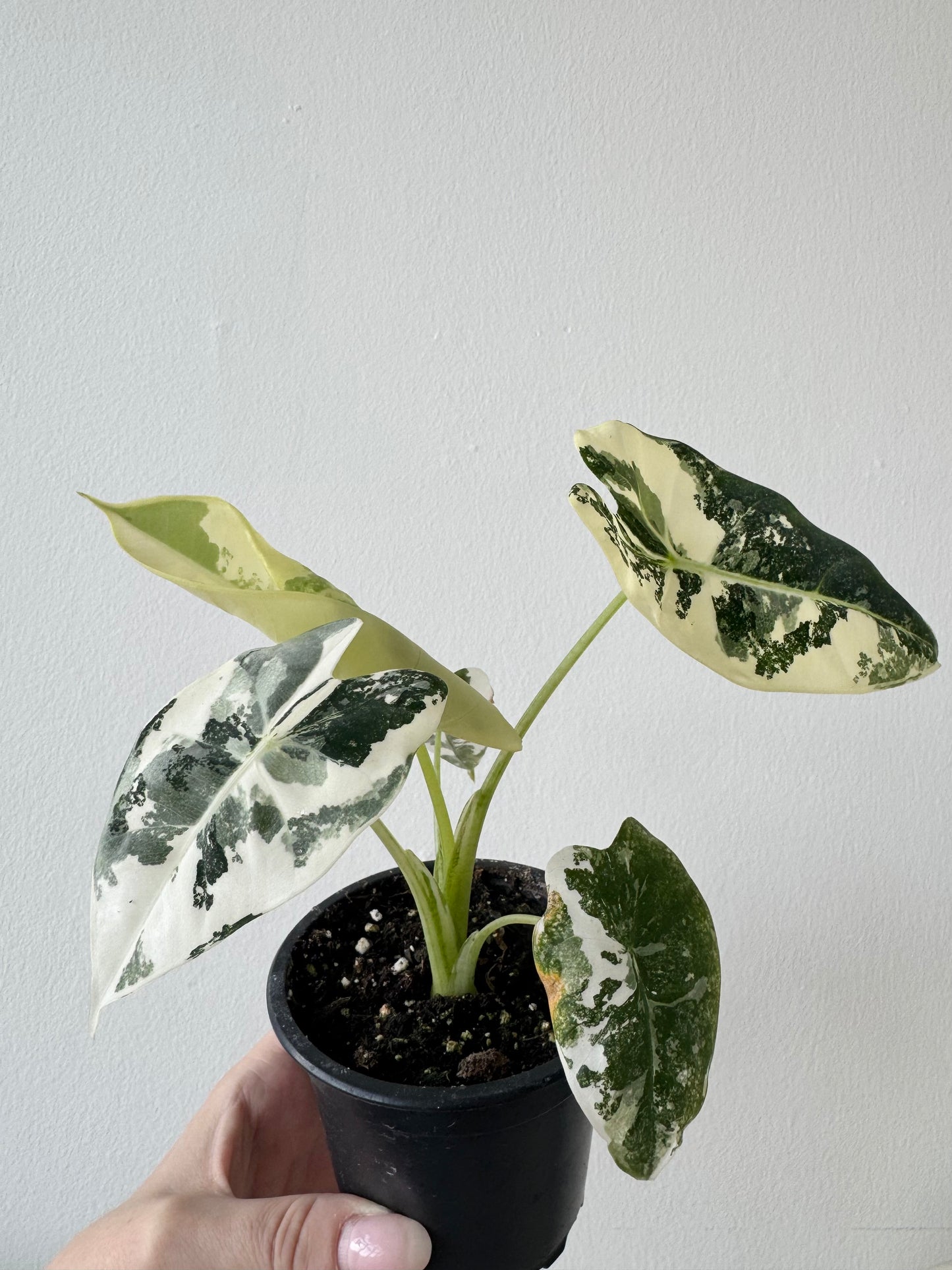 Alocasia Frydek Variegated