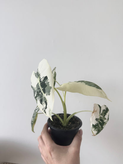 Alocasia Frydek Variegated