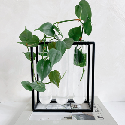 Glass Tube Vase in Black Rack | Large Propagation Station
