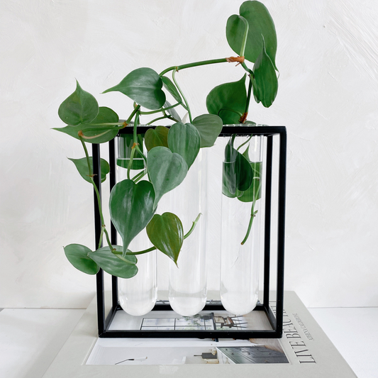 Glass Tube Vase in Black Rack | Large Propagation Station