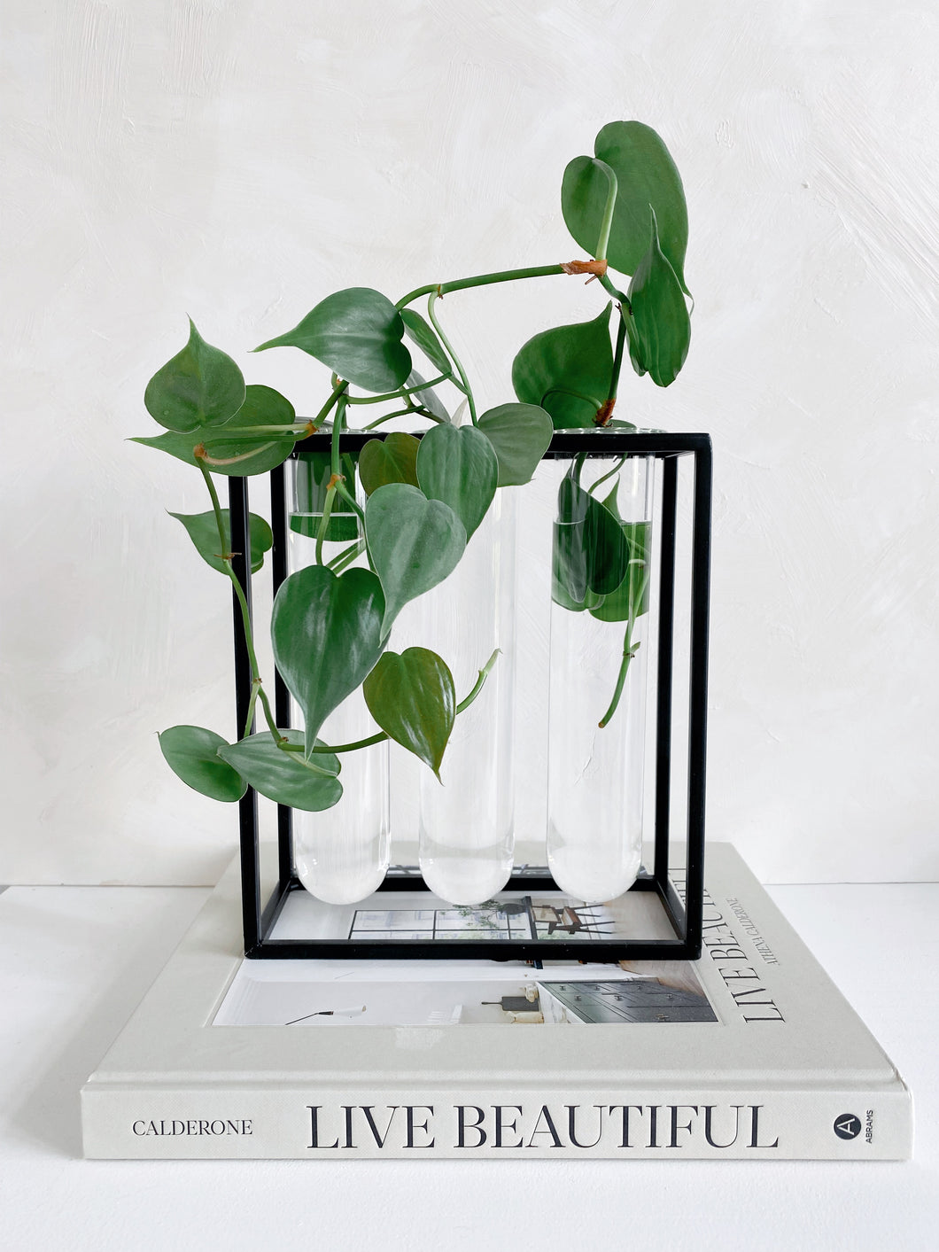 Glass Tube Vase in Black Rack | Large Propagation Station