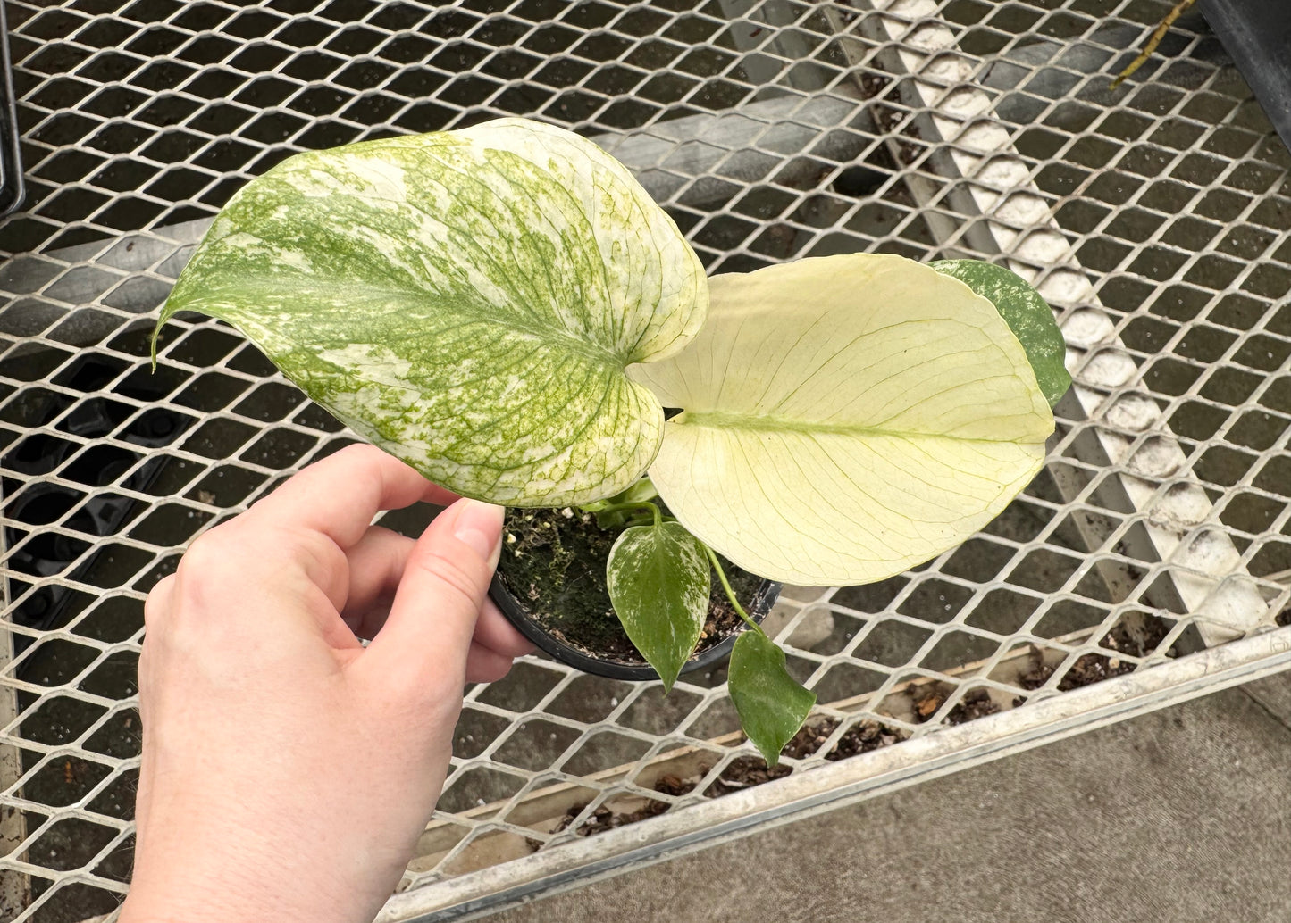 Monstera White Monster