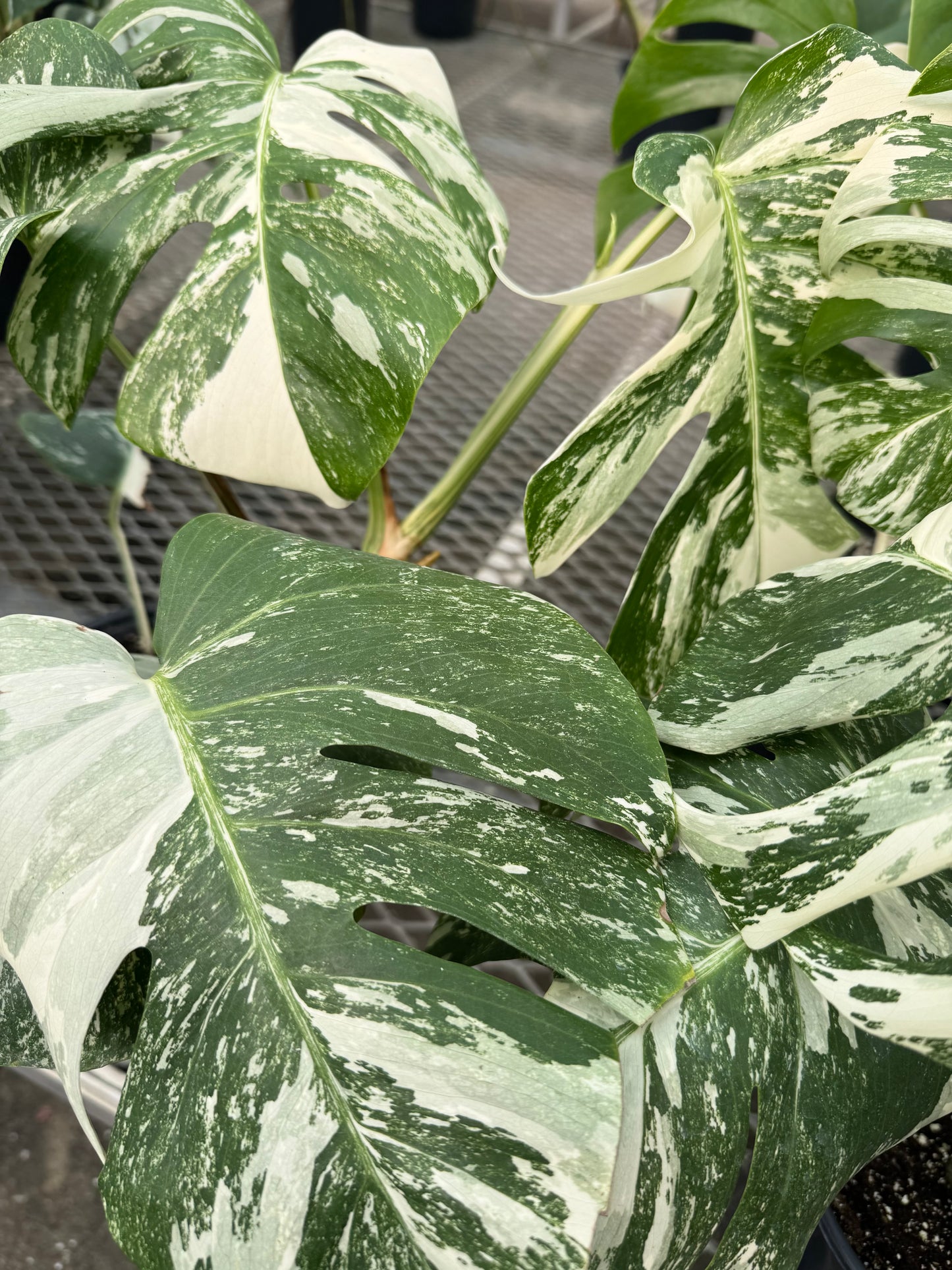 Monstera Albo 6" Pot