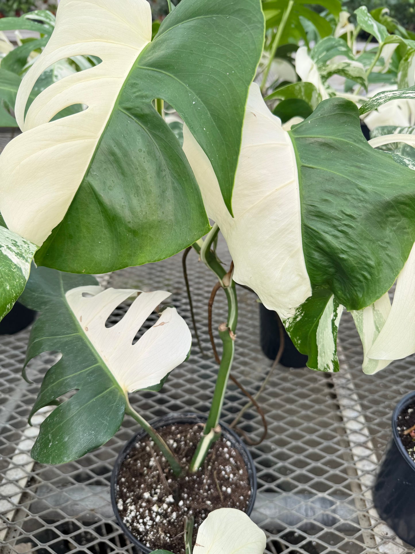 Monstera Albo 6" Pot