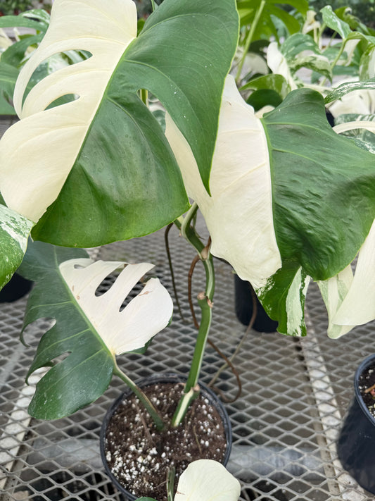 Monstera Albo 6" Pot