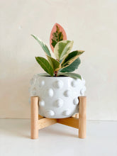 Load image into Gallery viewer, Fem Rosa Pot with Wood Stand
