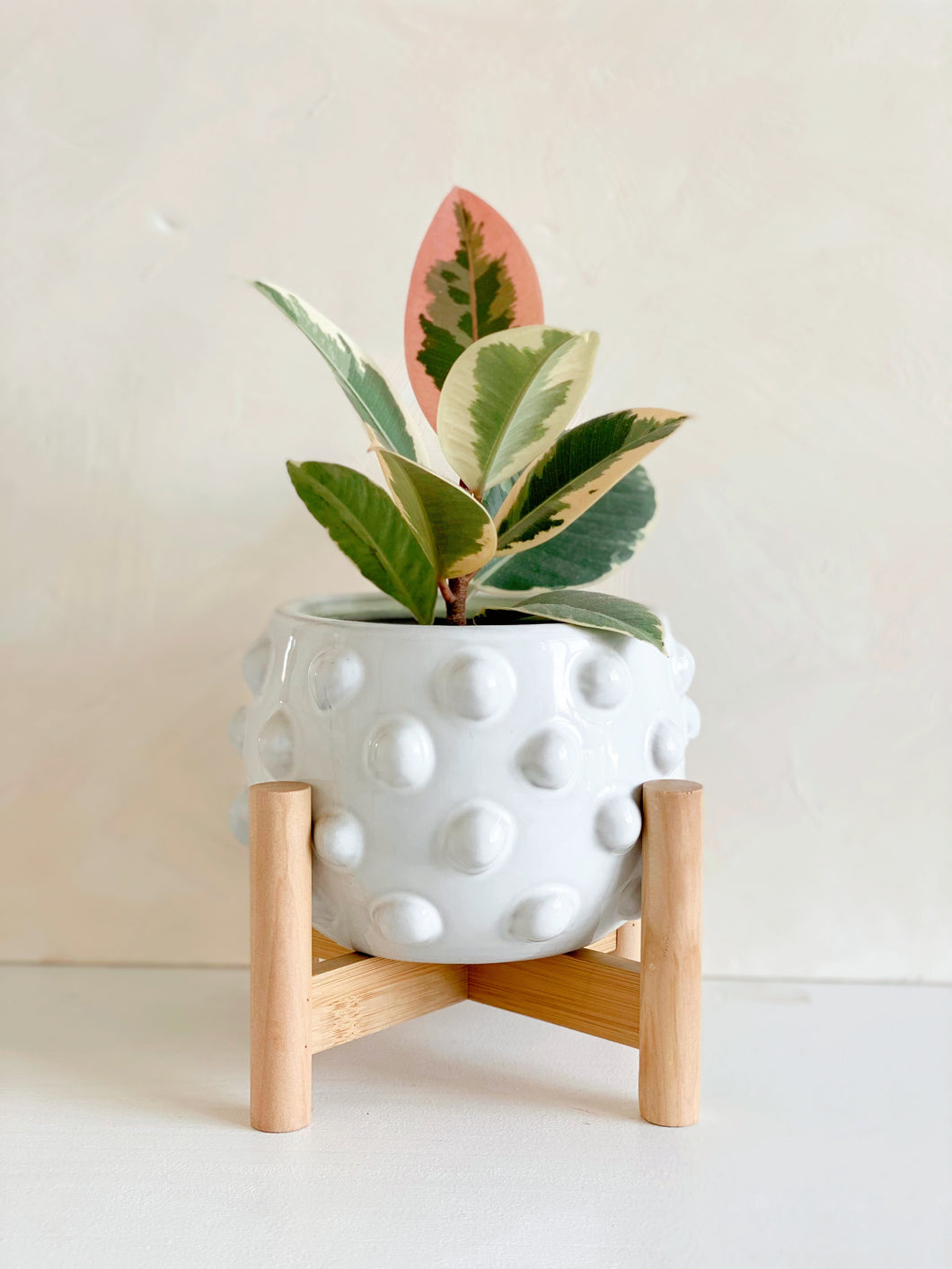 Fem Rosa Pot with Wood Stand
