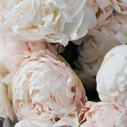 Peonies