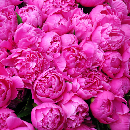 Peonies