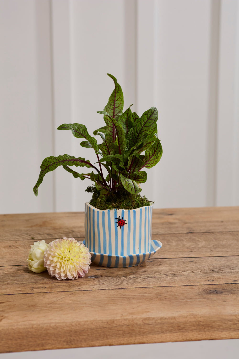 Ladybug Pot with Saucer
