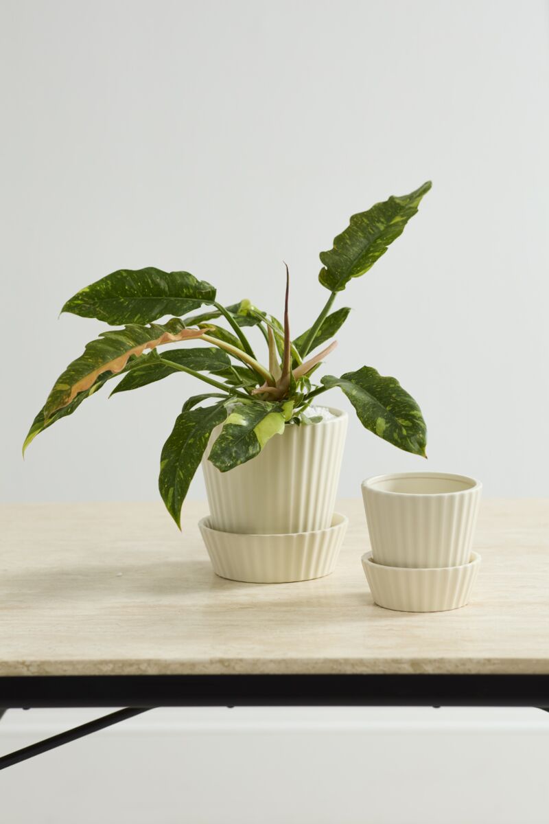 Quincy Pot