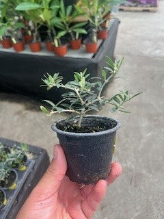 Olive Plant 3.5"