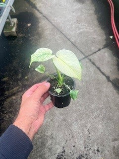 Monstera White Monster