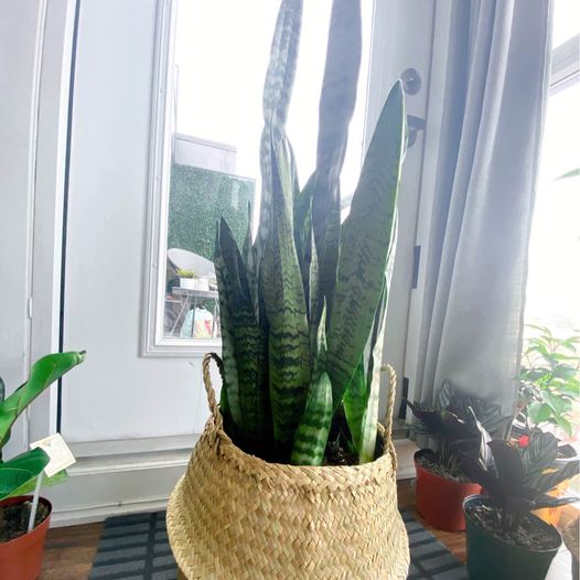 Sansevieria (Snake Plant)