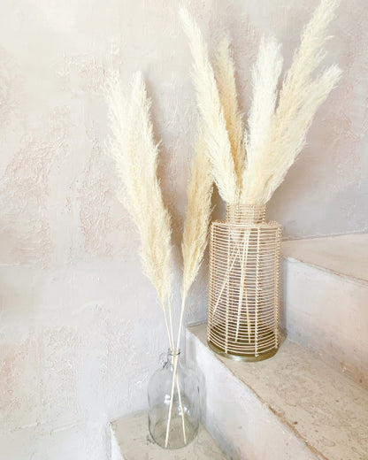 Pampas Grass