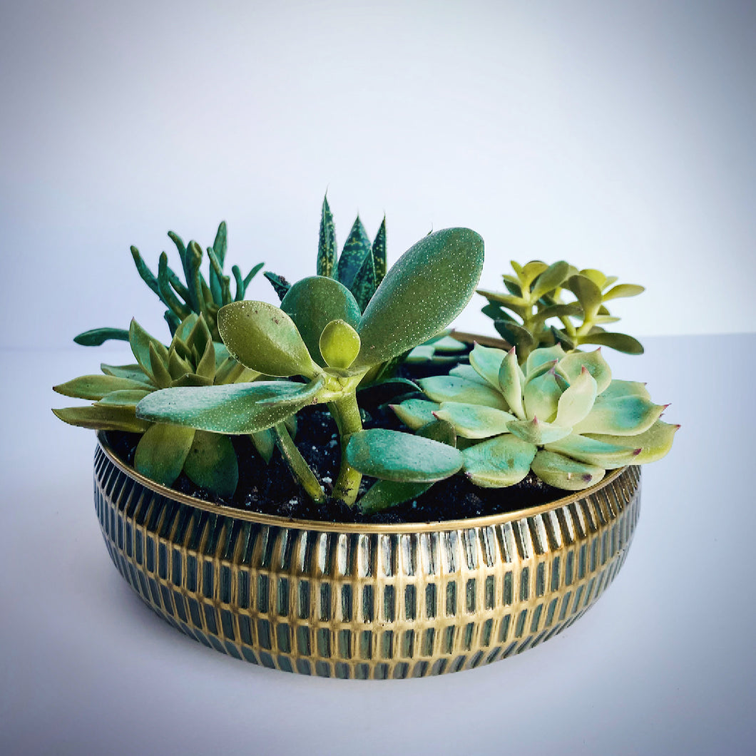 Gold Succulent Bowl