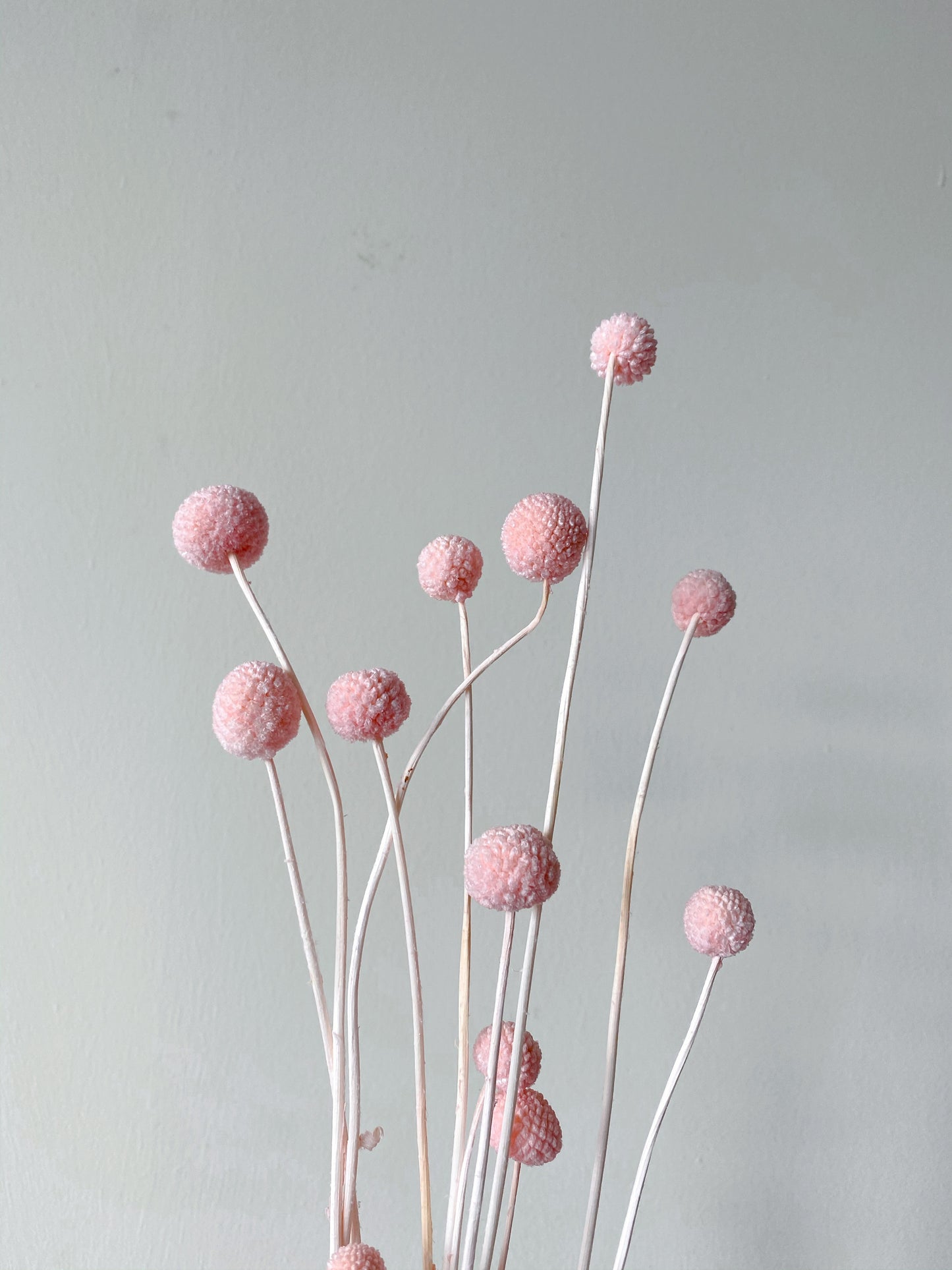 Preserved Billy Buttons | Craspedia