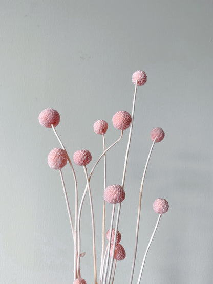 Preserved Billy Buttons | Craspedia