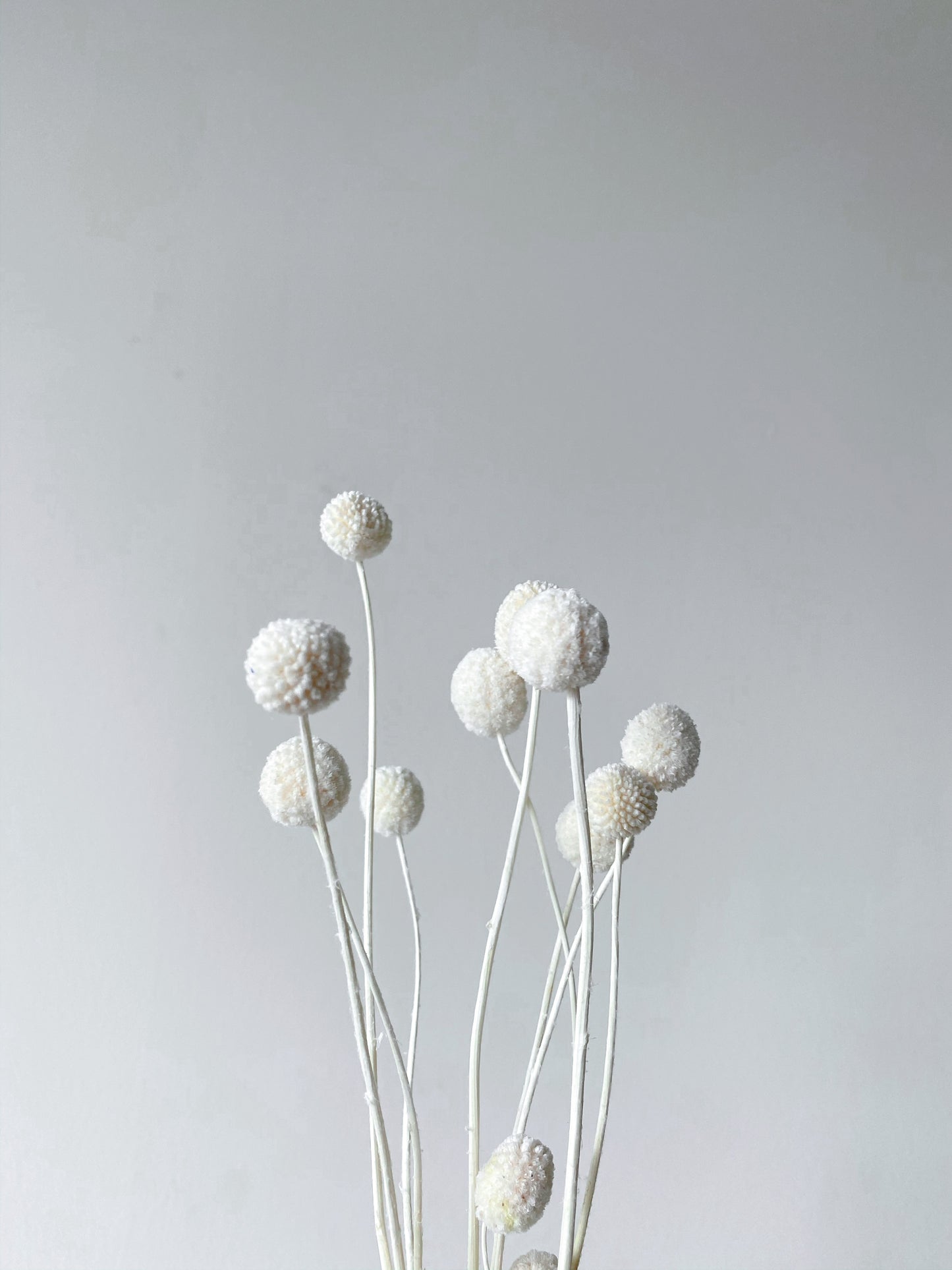 Preserved Billy Buttons | Craspedia